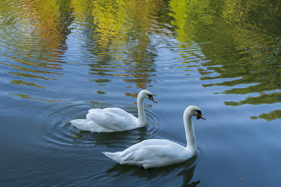 Swans Photograph by Fidanci