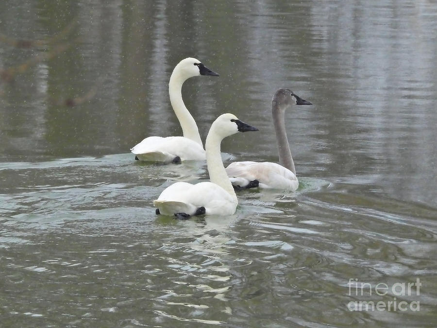 Swans Floating On The River January 13, 2024 Photograph by Sheila Lee