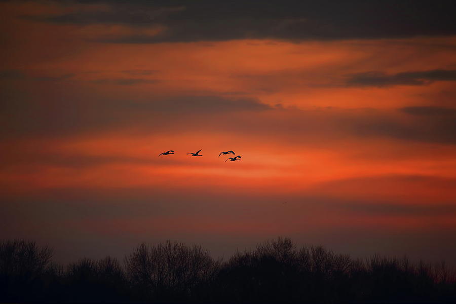 Swans Flying At Sunrise Photograph by Dale Kauzlaric