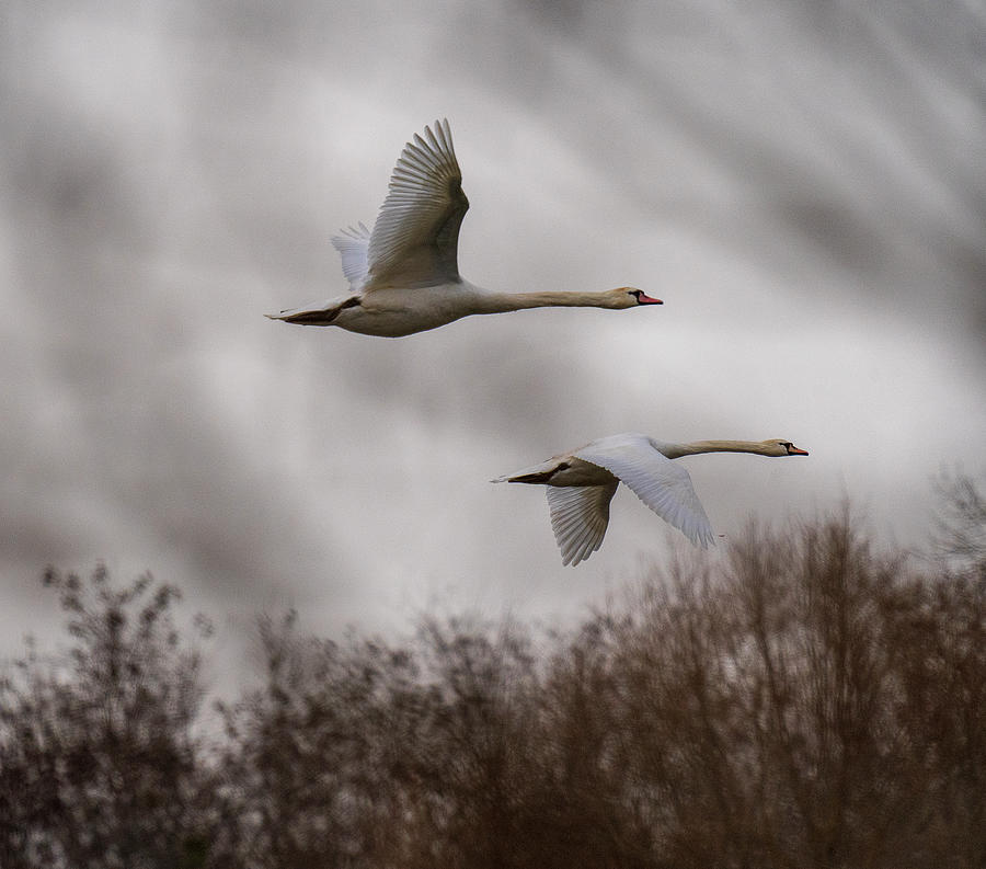 Swans flying off at Dusk Photograph by Laurent G Paoli | Fine Art America