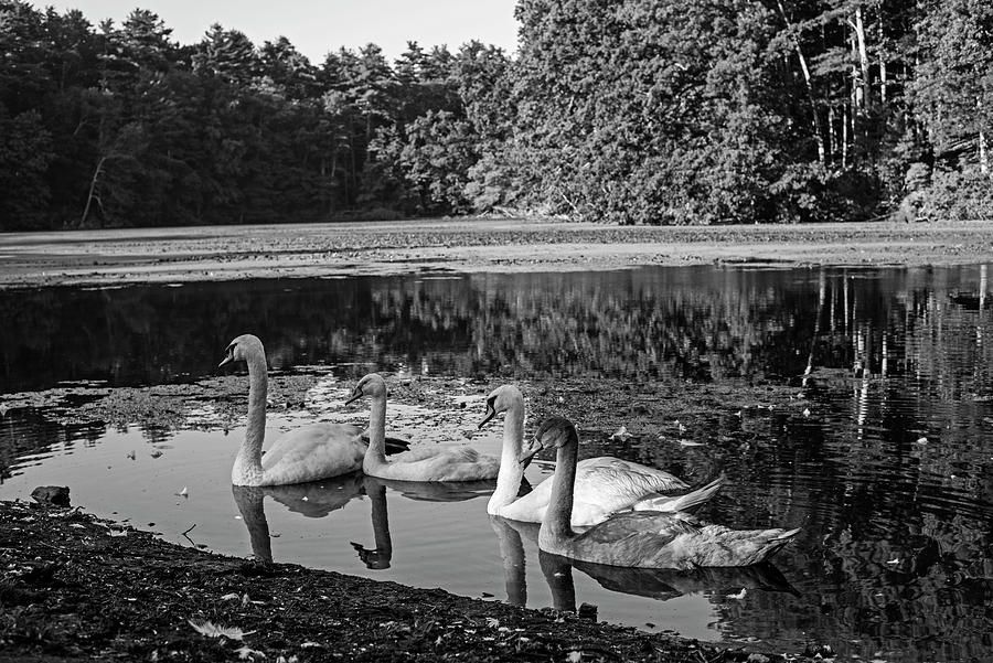 Swans Hanging out in Stearns Millpond Sudbury Massachusetts Black and White Photograph by Toby McGuire