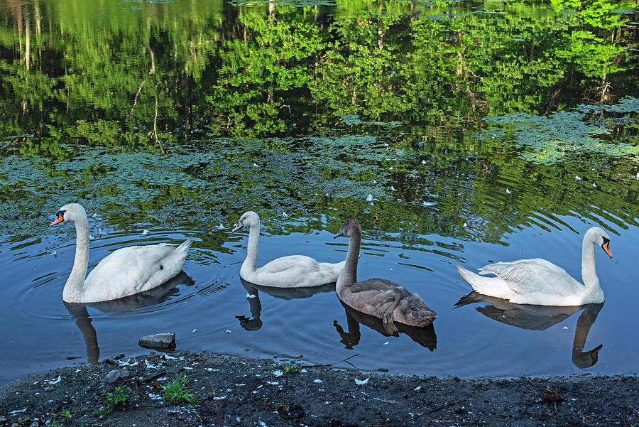 Swans Hanging out in Stearns Millpond Sudbury Massachusetts Reflection Photograph by Toby McGuire