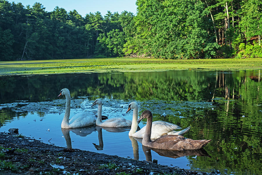 Swans Hanging out in Stearns Millpond Sudbury Massachusetts Photograph by Toby McGuire