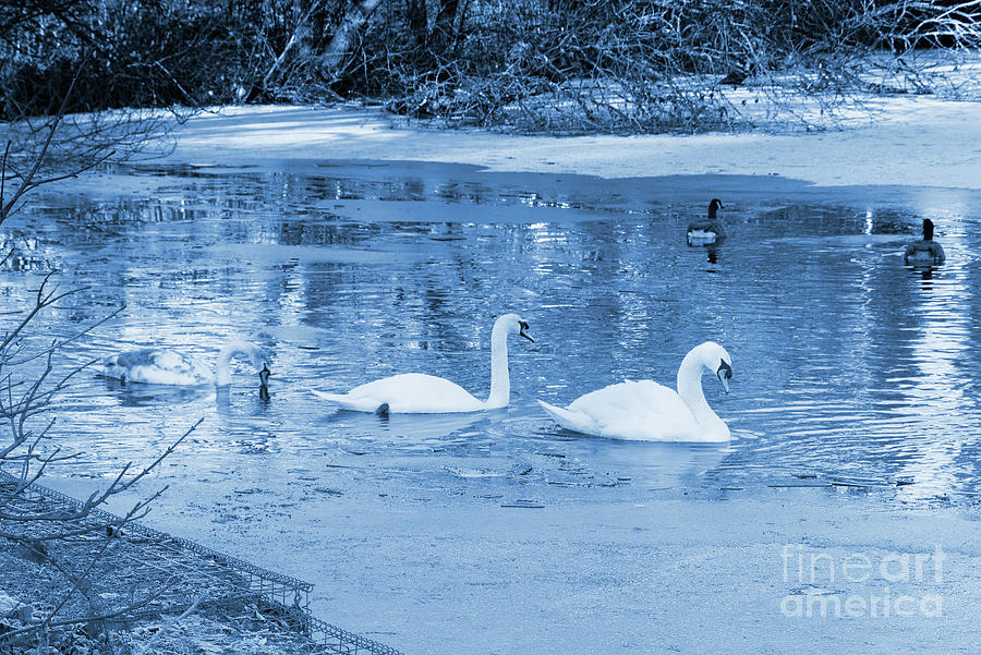 Swans in blue Photograph by Pics By Tony