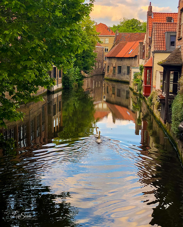 Swans in Bruges Photograph by Lisa Soots