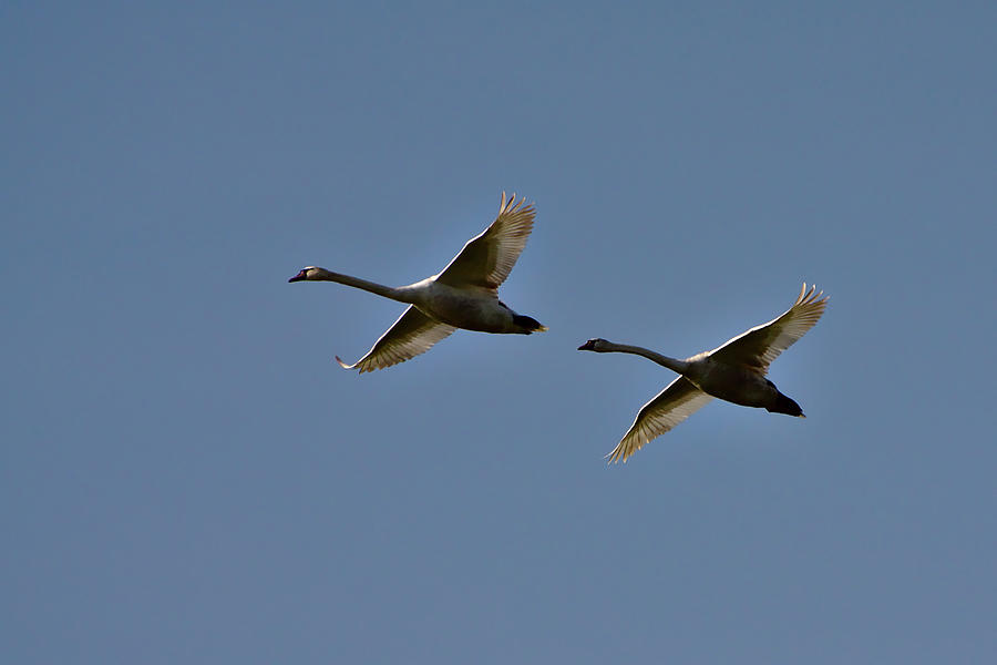 Swans in Flight - A Flypast Photograph by Jeremy Hayden