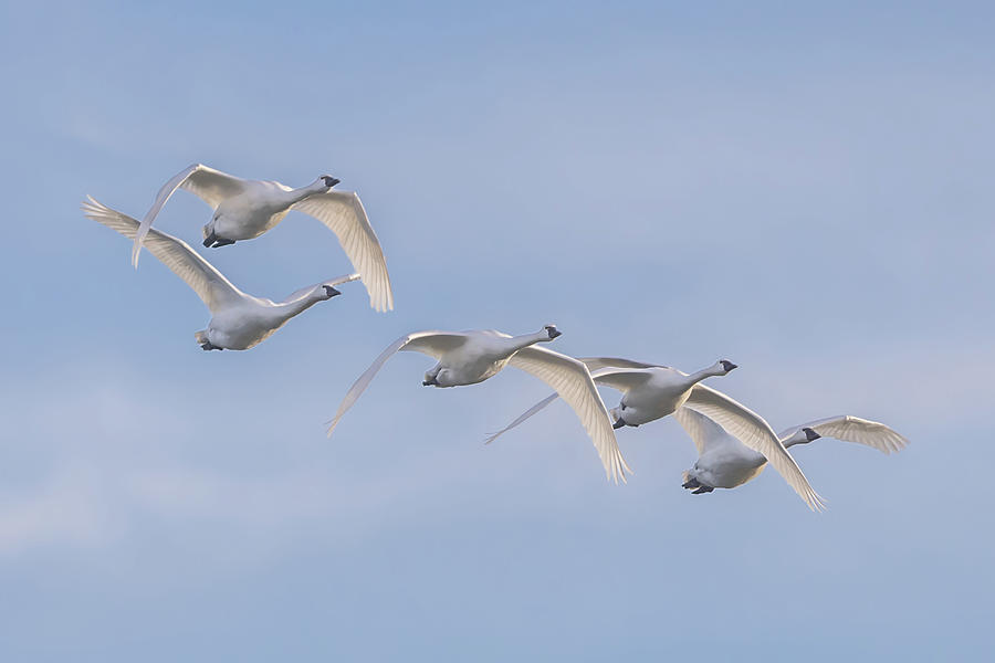 Swans in Flight 2 Photograph by Donna Twiford