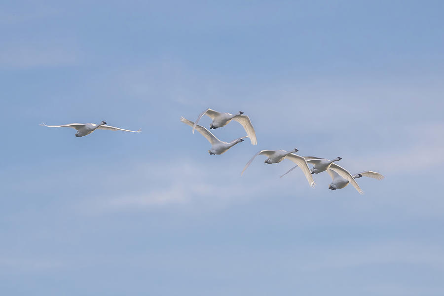 Swans in Flight Photograph by Donna Twiford