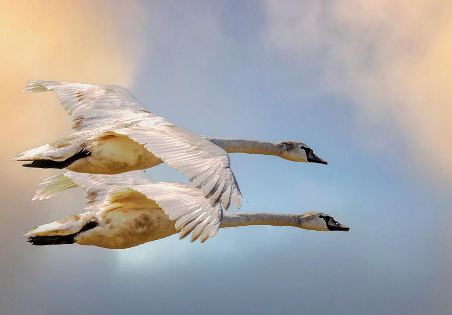 Swan Photograph - Swans In Flight North Wales  by Darren Wilkes