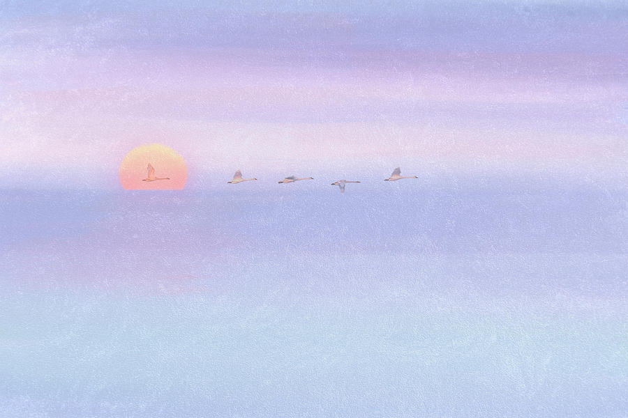 Swans in Flight with Sunset Watercolor Texture Photograph by Patti Deters