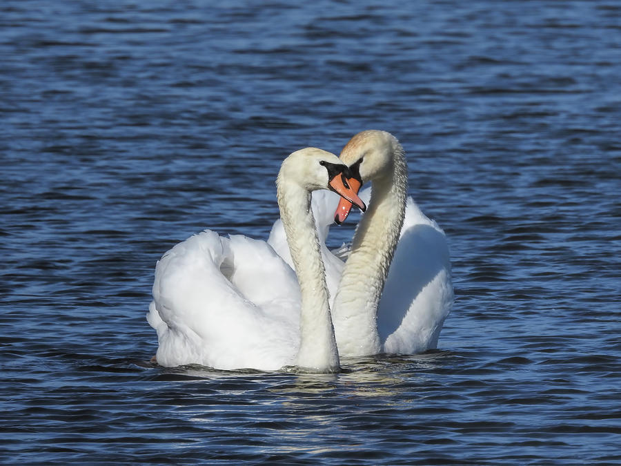 Swans Photograph - Swans in Love by Bonnie Phillips