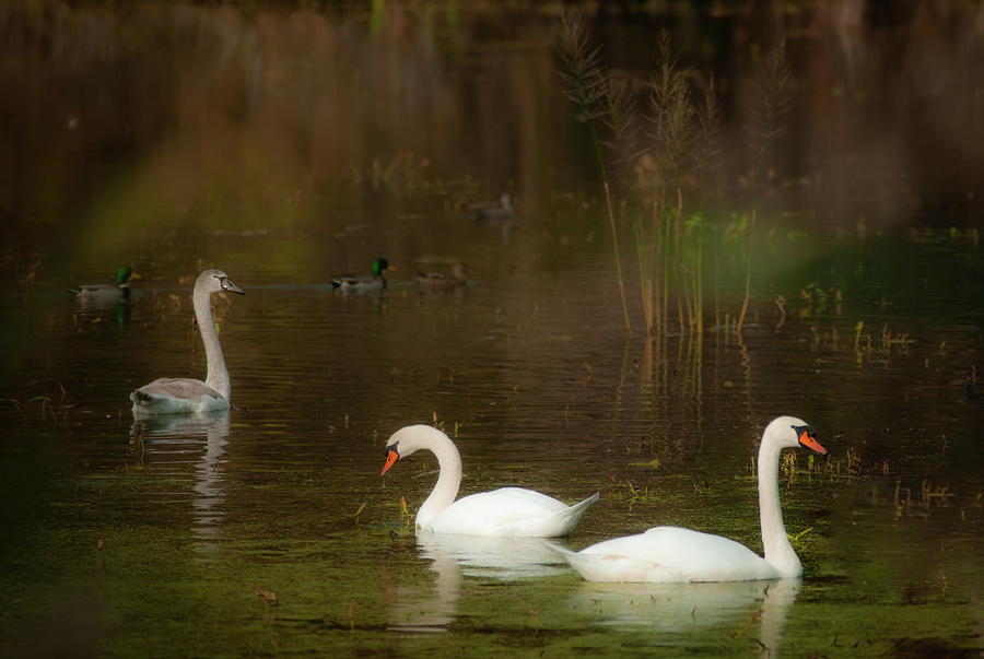 Swans in the Marsh Photograph by David Simchock