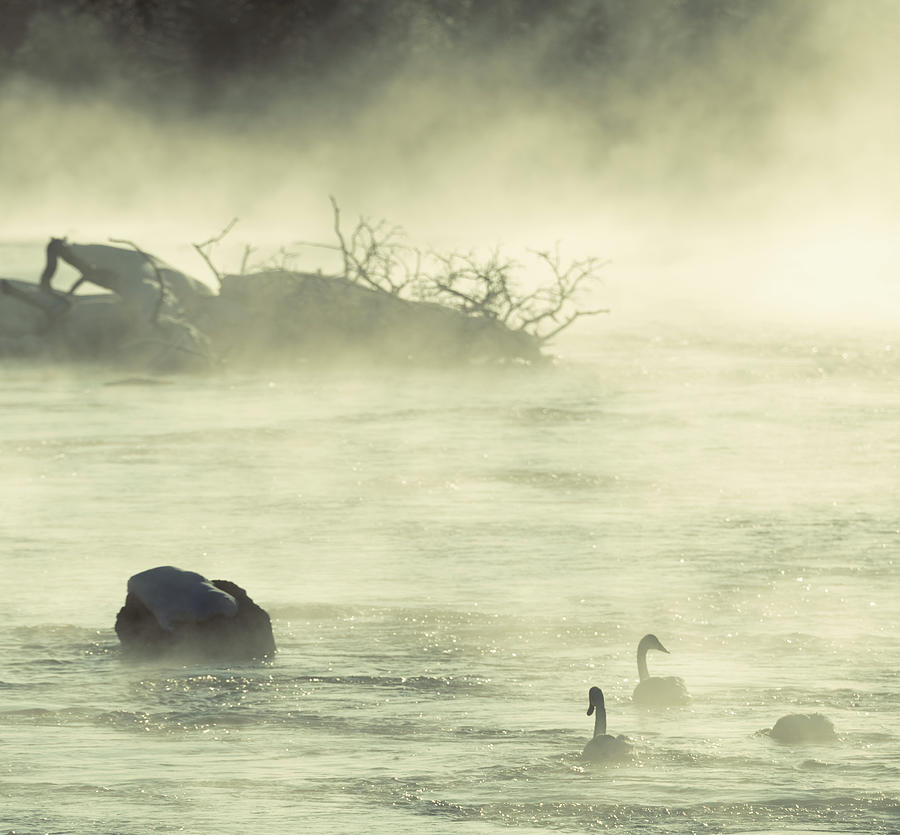 Swans in the MIst Photograph by Alex Lapidus