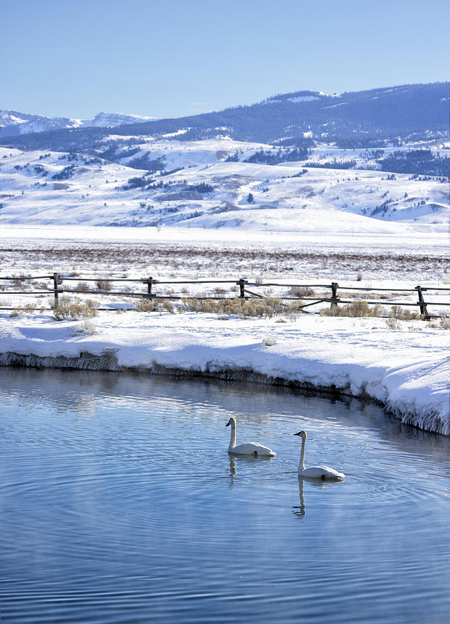 Swans in Winter  Photograph by Cheryl Strahl