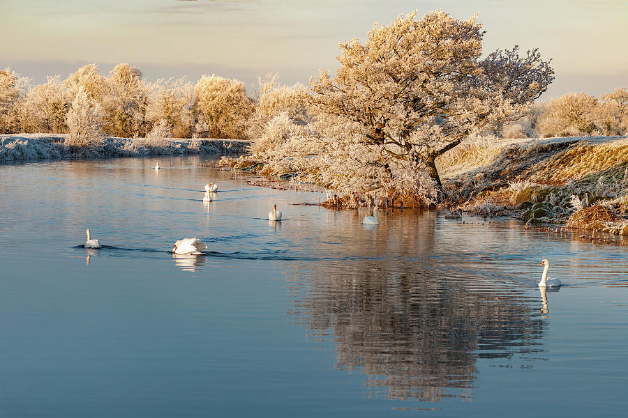 Swans in Winter Photograph by Rob Hemphill