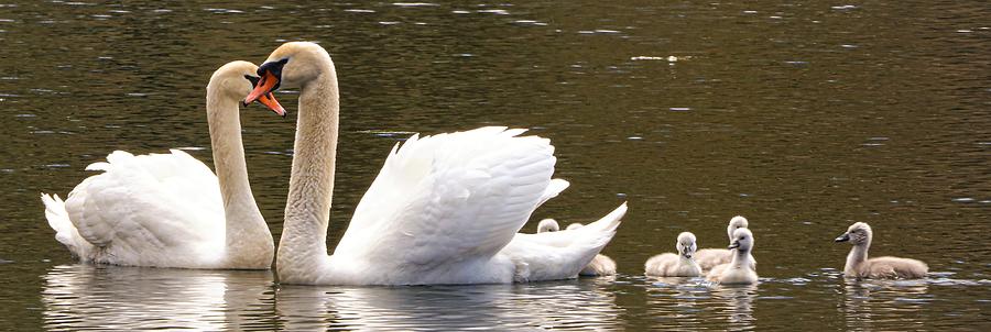 Swans Photograph by John Linnemeyer