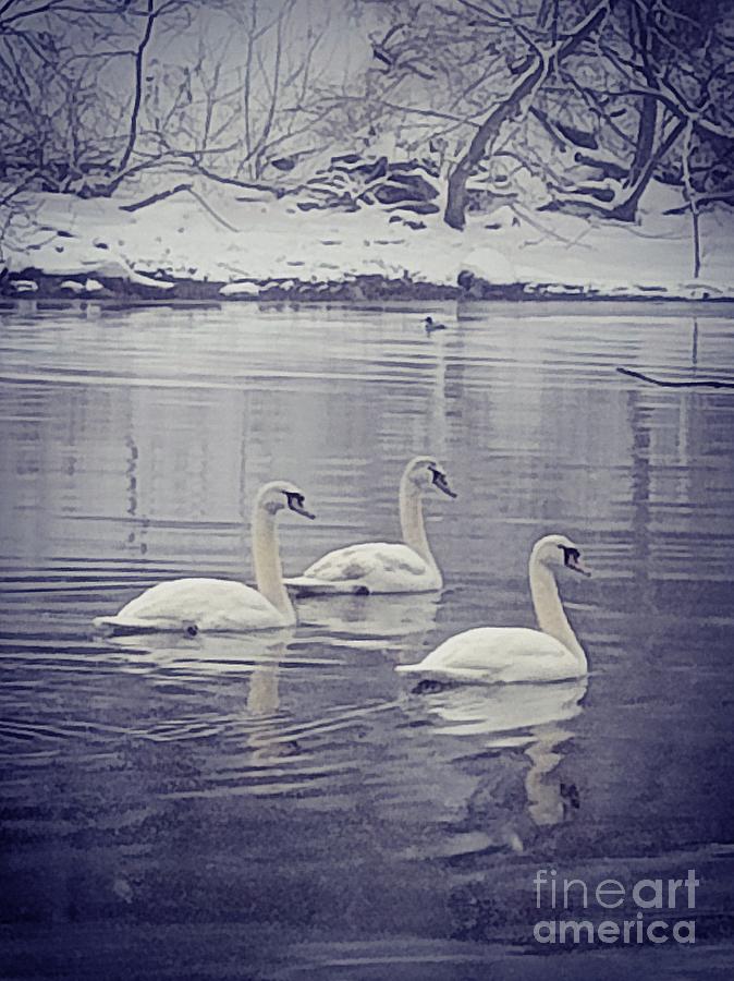 Swans Photograph by Lisa Dionne