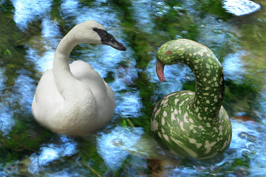 Swans Digital Art by Lisa Yount