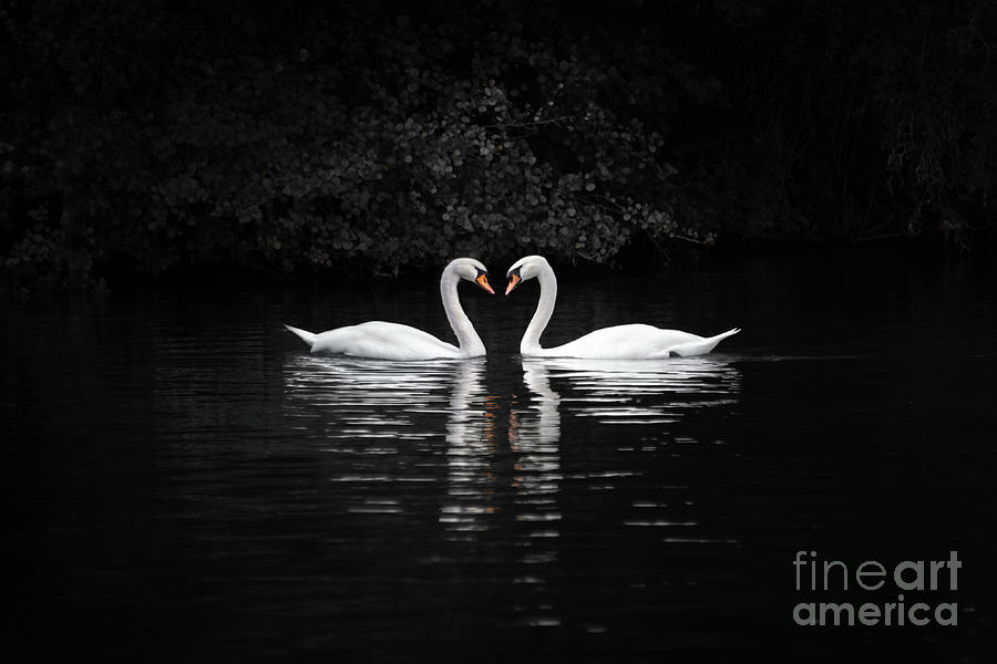 Swans love Photograph by Delphimages Photo Creations