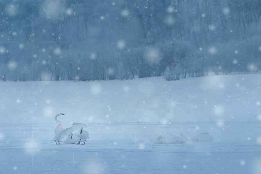 Swans Magical Winter Night Photograph by Patti Deters