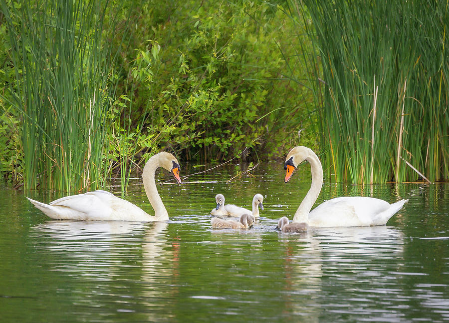 Swans Photograph by Mark Mille