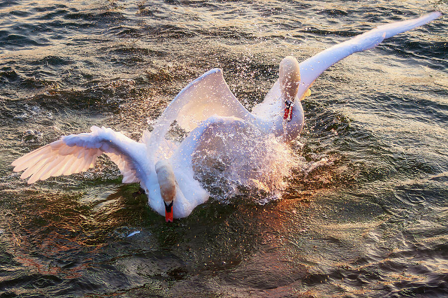 Swans mating in the sunlight Photograph by Tatiana Travelways Swans mating in the sunlight Photograph by Tatiana Travelways