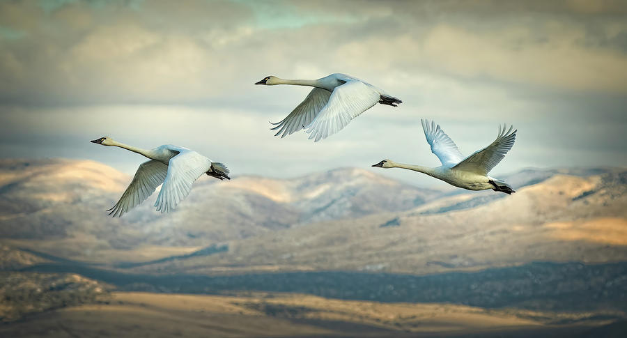 Swans of Carson Valley Photograph by John T Humphrey