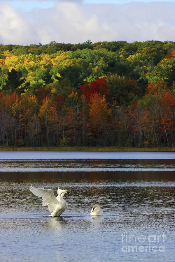 Swans of the Fall Photograph by Erick Schmidt