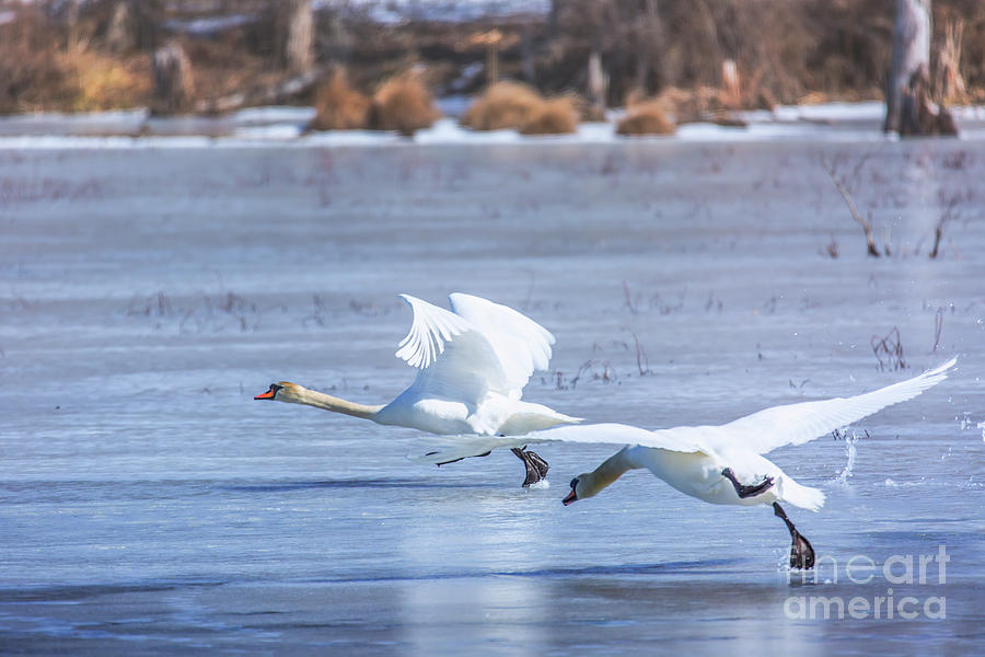 Swans On Ice Photograph by Mary Lou Chmura