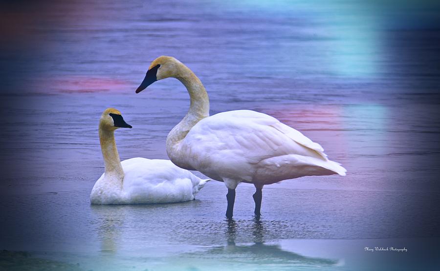 Swans on Ice Photograph by Mary Walchuck
