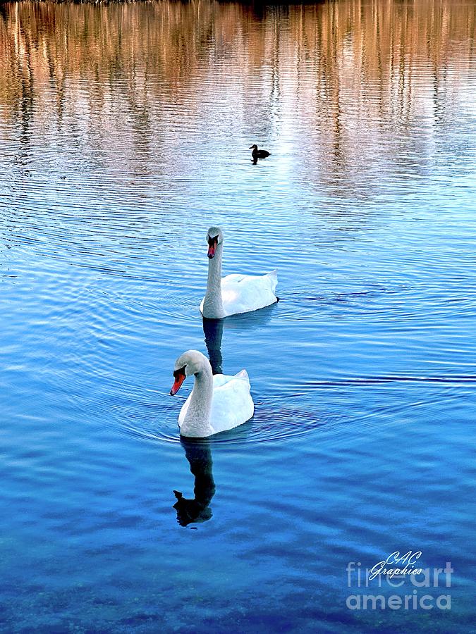 Swans on Lake 3 Photograph by CAC Graphics