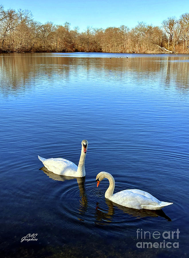 Swans on Lake Photograph by CAC Graphics