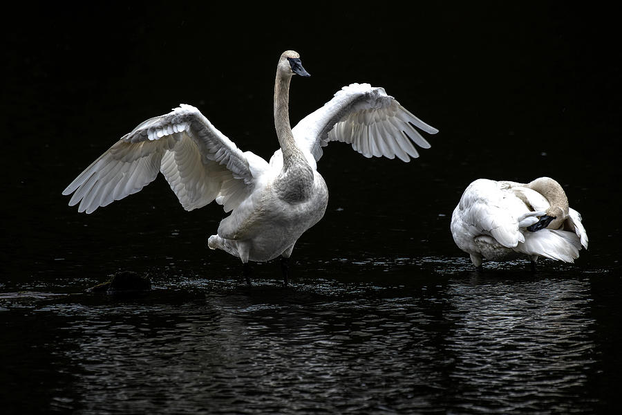 Swans on the Lake Photograph by Jerry Cahill