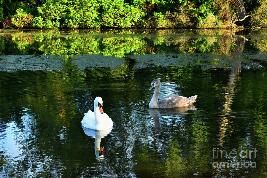 Swans on The Loch - Riccarton Estate Photograph by Yvonne Johnstone