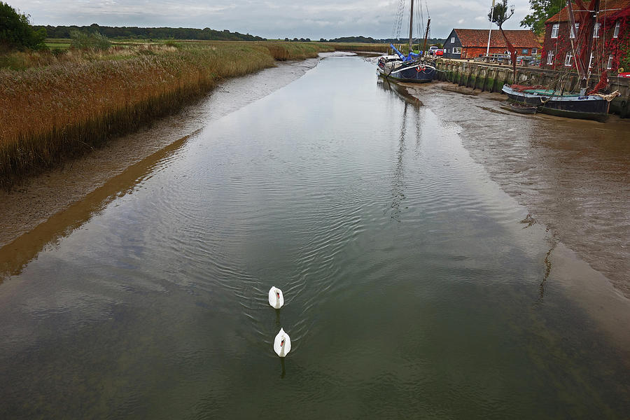 Swans On The River Alde At Snape Maltings Painting
