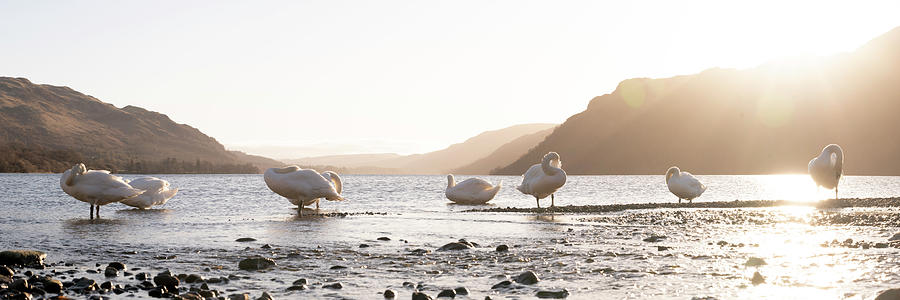 Swans on Ullswater Lake District Photograph by Sonny Ryse