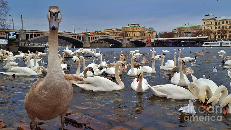 Swans on Vltava River in Prague Photograph by Amalia Suruceanu