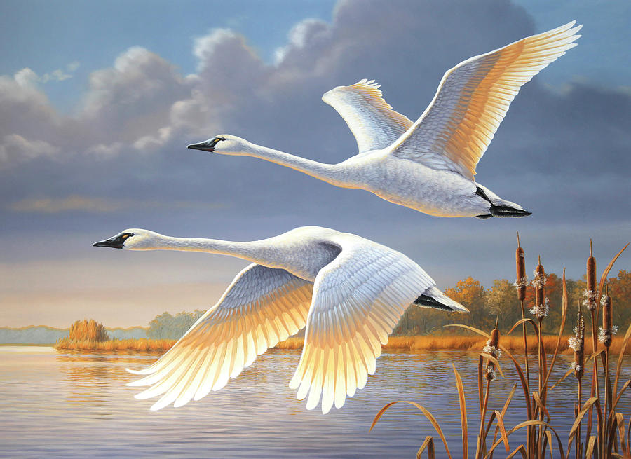 Swans Over The James Painting