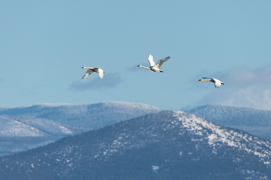 Swans Over the Snow Photograph by Loree Johnson