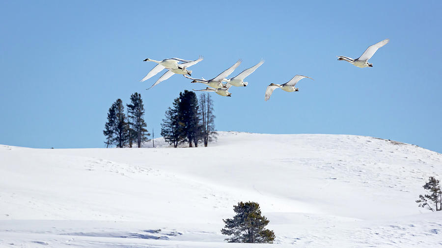 Swans Over Yellowstone Photograph by Jack Bell
