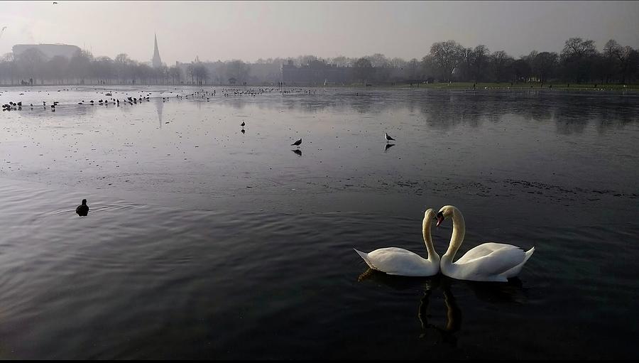 Bird Photograph - Swans Pairing by Adrian Legg