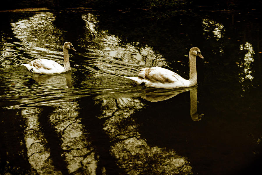 Swans Photograph by Patrick Kain