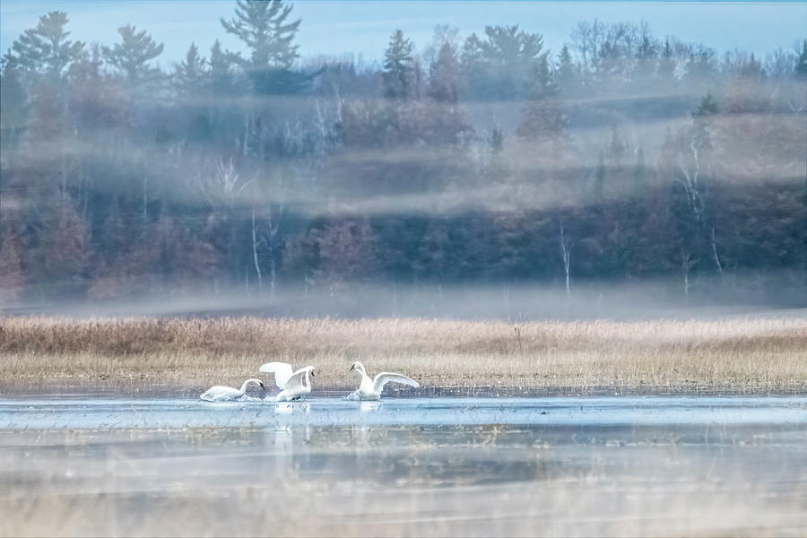 Swans Playing in the Morning Mist Photograph by Patti Deters