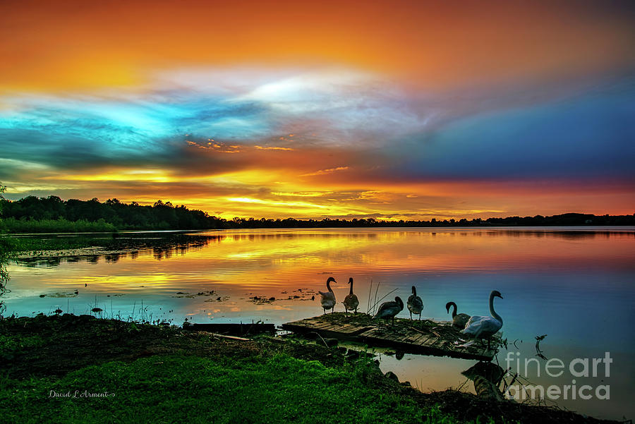 Swans sit on the old Dock at Sunset Photograph by David Arment