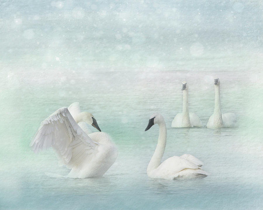 Swans Swimming in the Snow Photograph by Patti Deters