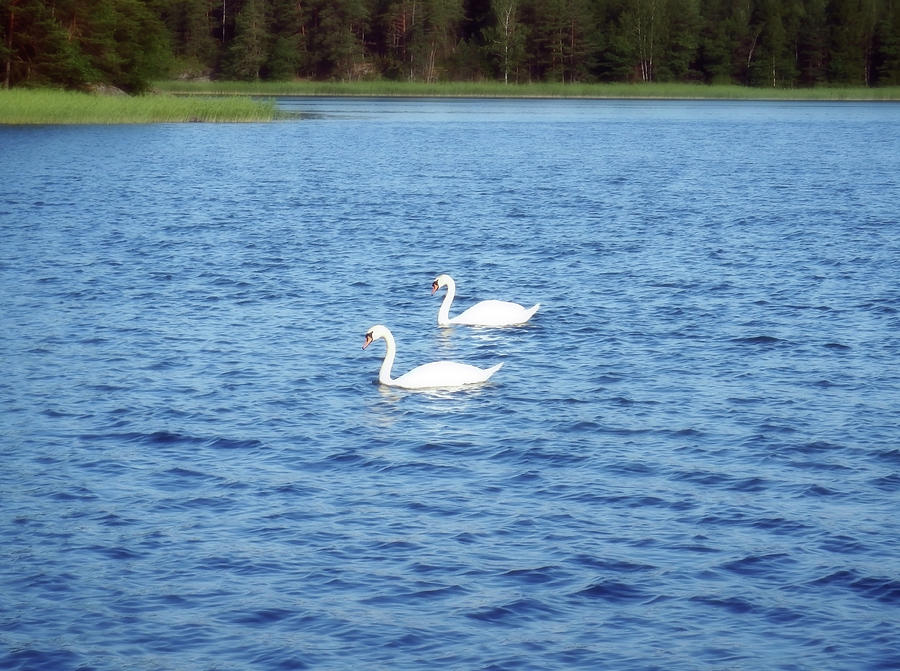 Swans symbolize grace beauty love loyalty and trust Photograph by Johanna Hurmerinta