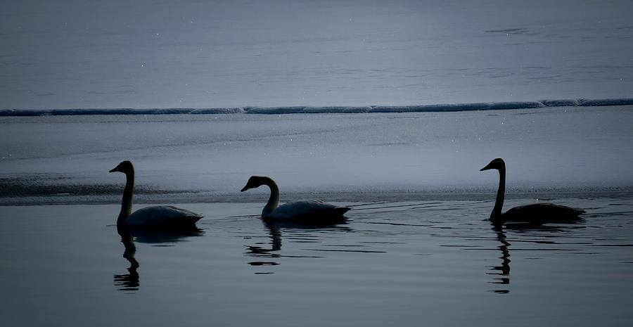 Swans Three - Moonlit Swim Photograph by Patti Deters