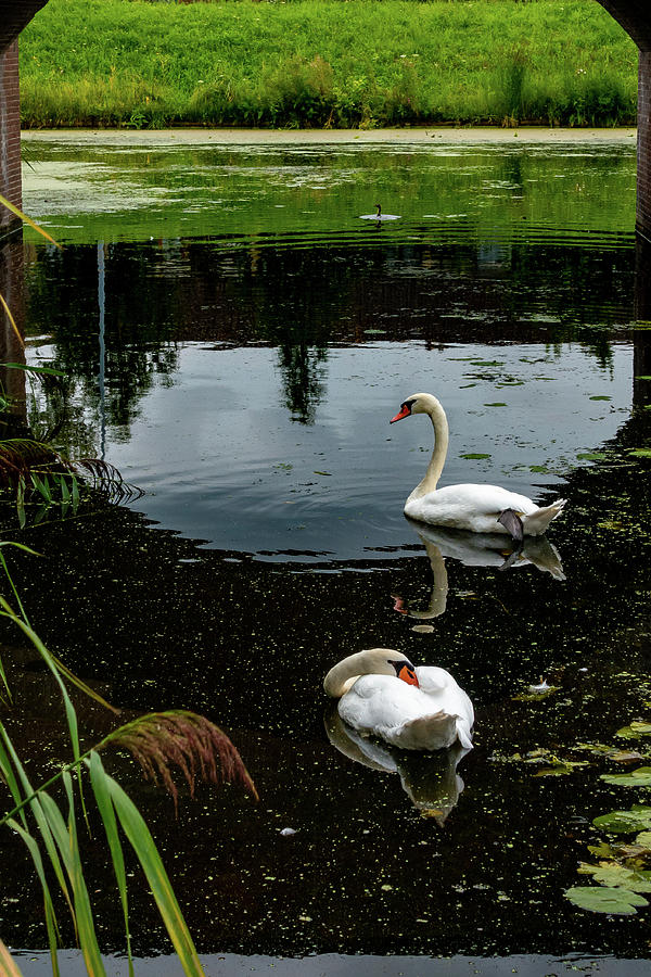 Swans Under Bridge Photograph by Marian Tagliarino