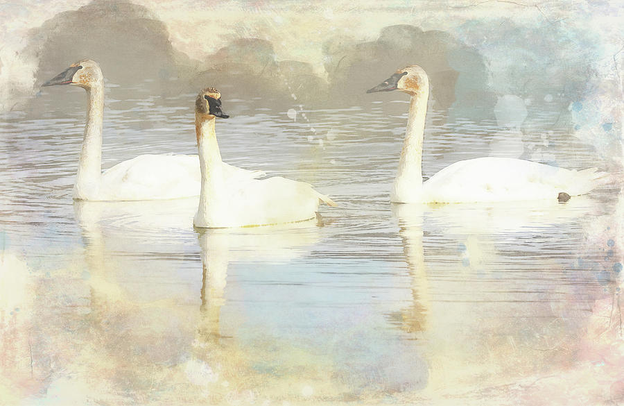 Swans Watercolor Painting by Dan Sproul