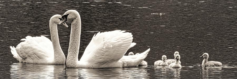 Swans2 Photograph by John Linnemeyer